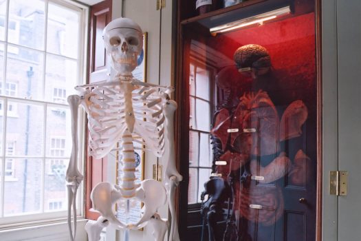 Model skeleton in the Student Science Centre