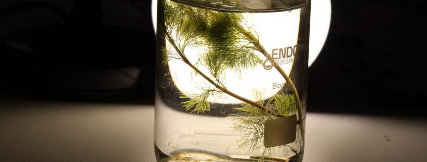 Plant in jar of water lit from behind